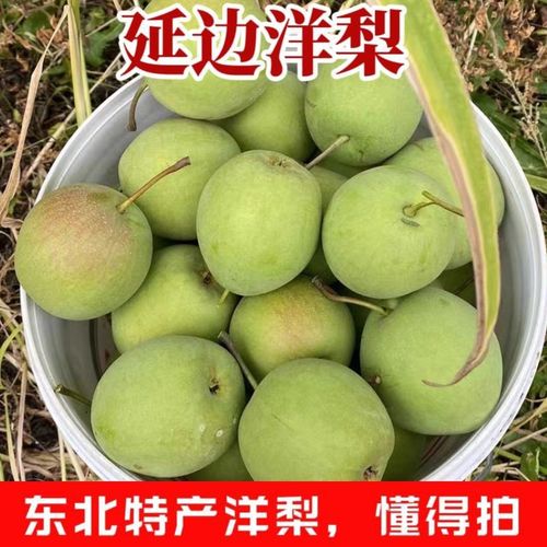 东北延边特产洋梨新鲜应季水果发货偏青懂得拍