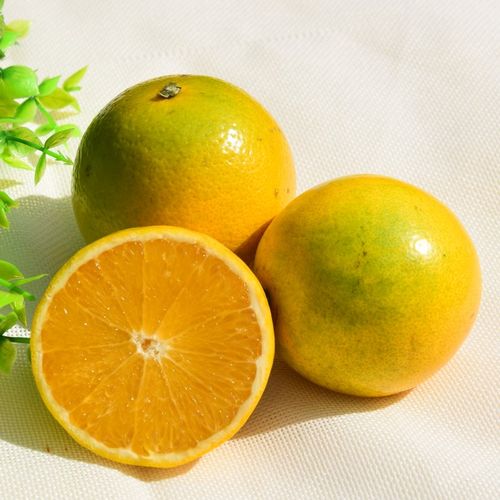 云南冰糖橙志褚橙子新鲜水果当季孕妇香甜橙非赣南脐橙10斤包邮